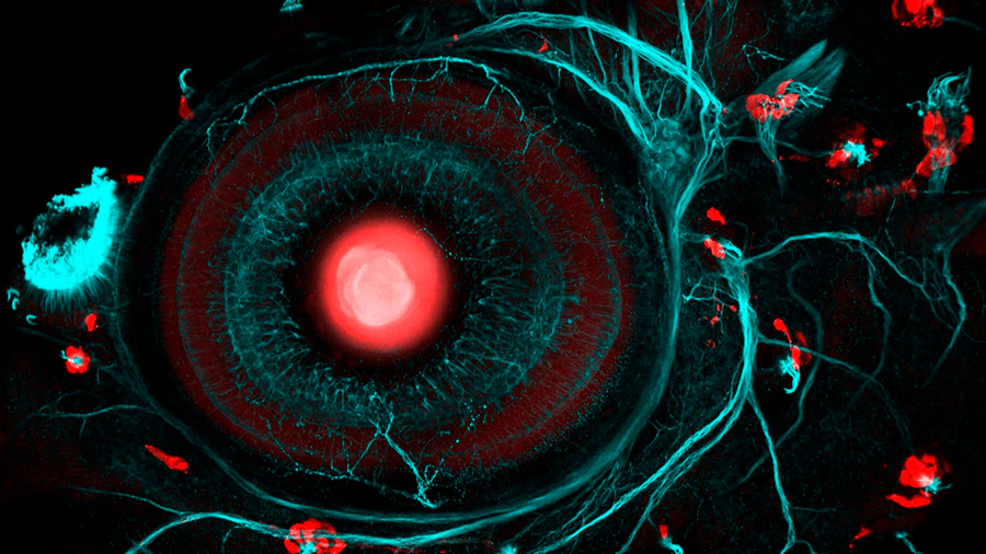 Descubren subtipos de células en la retina que pueden guiar hacia la medicina de precisión