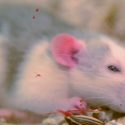 Los ratones escuchan 'a escondidas' las señales de las lágrimas de las ratas