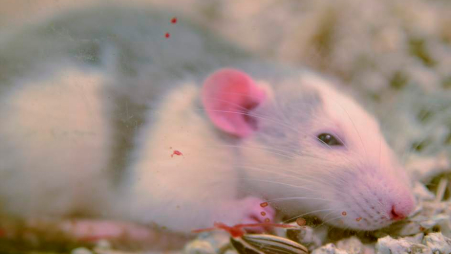 Los ratones escuchan 'a escondidas' las señales de las lágrimas de las ratas