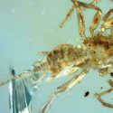 ¡No apto para aracnofóbicos! Se encuentran arañas-escorpión en Myanmar