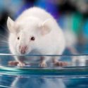 Una investigación en ratones identifica nuevos genes de la diabetes