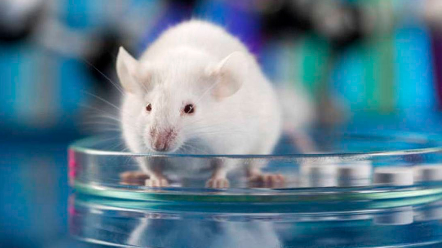 Una investigación en ratones identifica nuevos genes de la diabetes