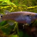 Al crecer, los peces saltarines se impulsan hasta doce veces su tamaño