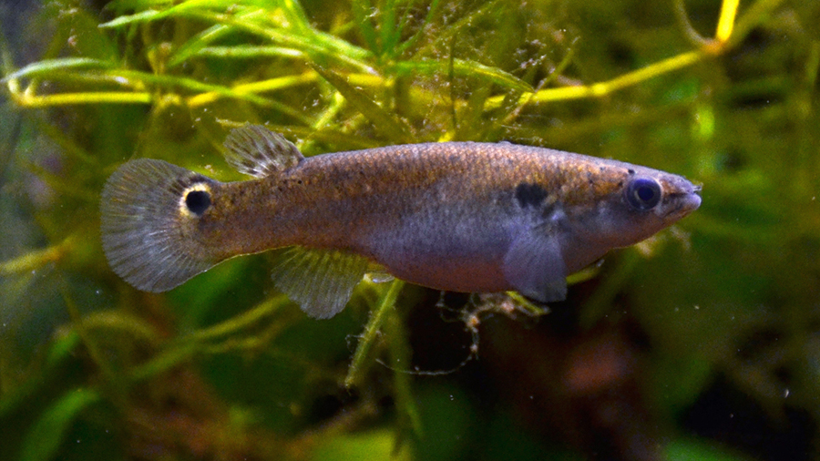Al crecer, los peces saltarines se impulsan hasta doce veces su tamaño