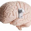 Descubren el "interruptor molecular" capaz de engañar al cerebro y de controlar la ganancia de peso