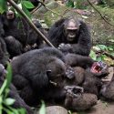 Los motivos tras la sangrienta "Guerra de 4 años" entre chimpancés, la única su tipo documentada