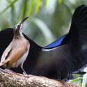 El secreto de las plumas supernegras que absorben casi toda la luz