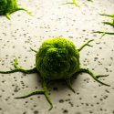 Descubren una posible proteína terapéutica contra el cáncer más mortal