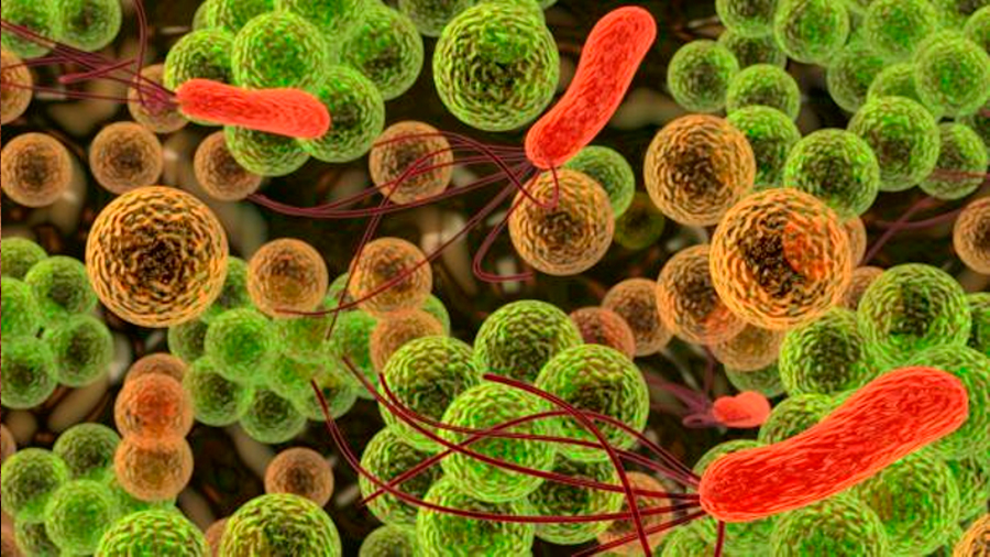 Científicos descubren antibiótico que elimina bacterias sin desarrollar resistencia