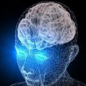 El cerebro nunca para de crecer