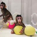 China no planea clonar humanos pese a éxito con macacos