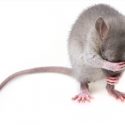 La regulación de una proteína frena la obesidad y la diabetes en ratones