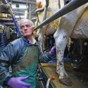 El toro que tuvo dos millones de bisnietas y el ADN de la vaca lechera