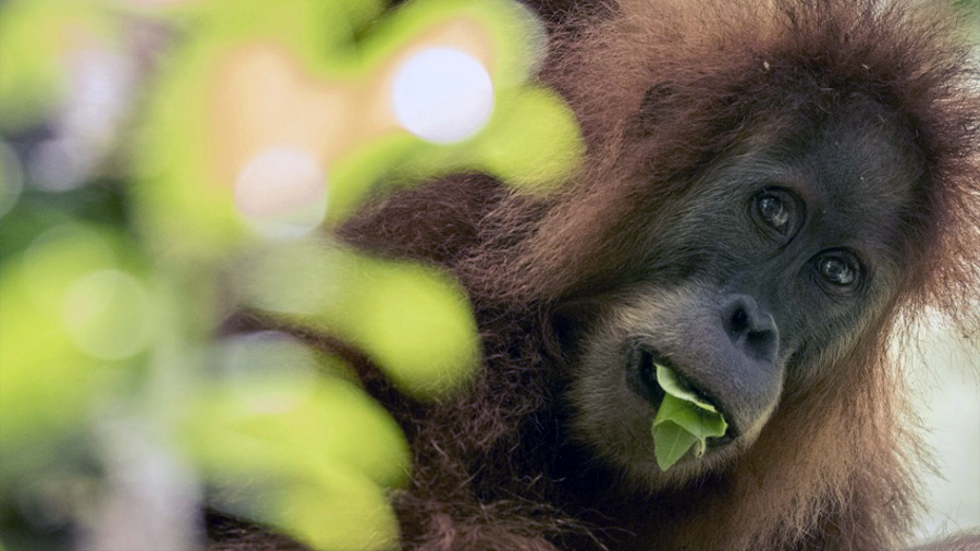 Los orangutanes también usan plantas medicinales para curar el dolor, descubren