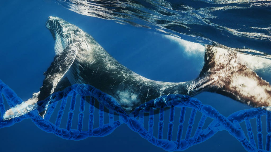 Científicos alemanes y suecos decodifican genoma de la ballena azul