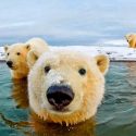 Los osos polares protagonizan la controversia entre científicos y negacionistas del cambio climático