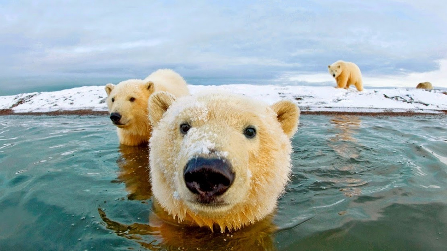 Los osos polares protagonizan la controversia entre científicos y negacionistas del cambio climático