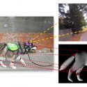 La inteligencia artificial aprendió a predecir los movimientos de los perros