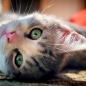 Científicos desarrollan dispositivo para oír como los gatos