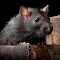 Los ratones escuchan 'a escondidas' las señales de las lágrimas de las ratas