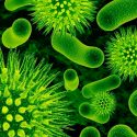 Descubren 6,000 especies de virus gracias a la inteligencia artificial