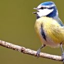 Científicos descubren la sintaxis del canto de las aves