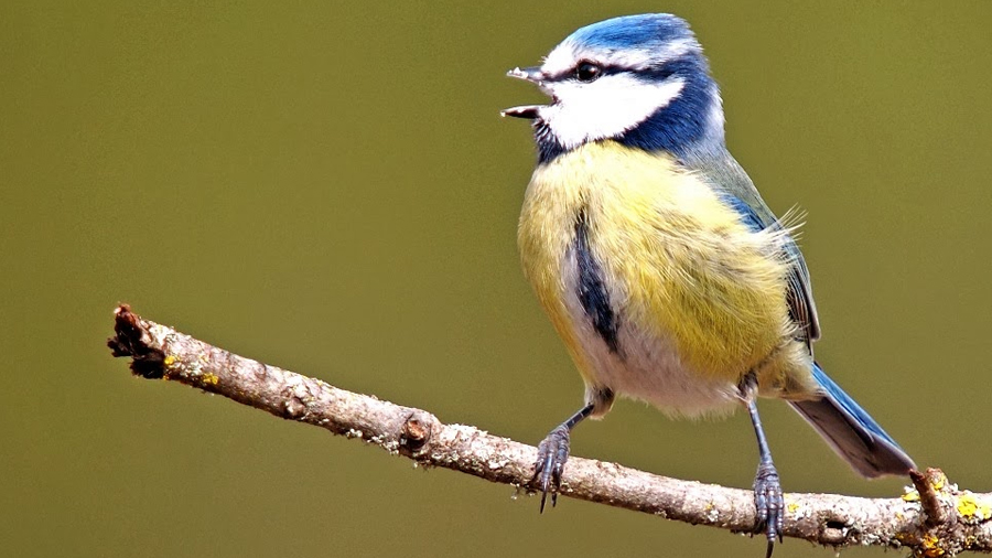 Científicos descubren la sintaxis del canto de las aves