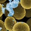Las bacterias tienen memoria que pasan a otras generaciones, descubre investigación