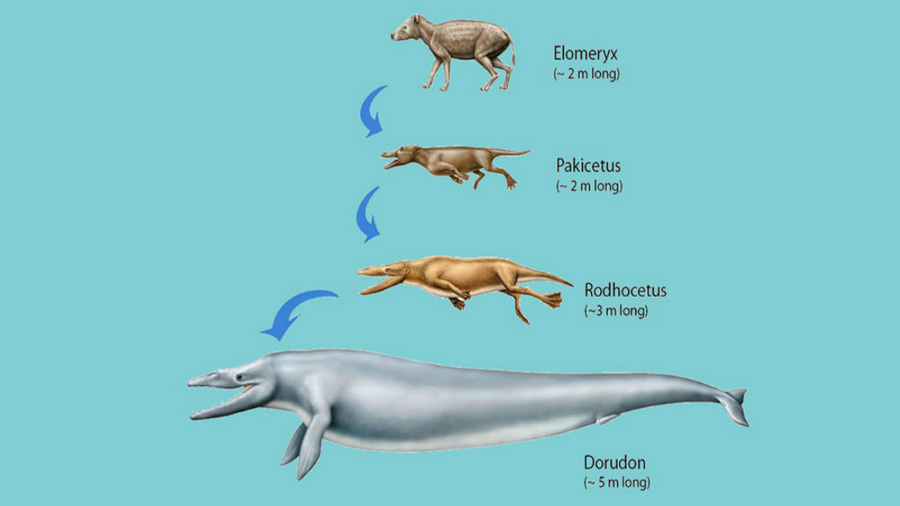El venado que se convirtió en ballena gracias a la evolución