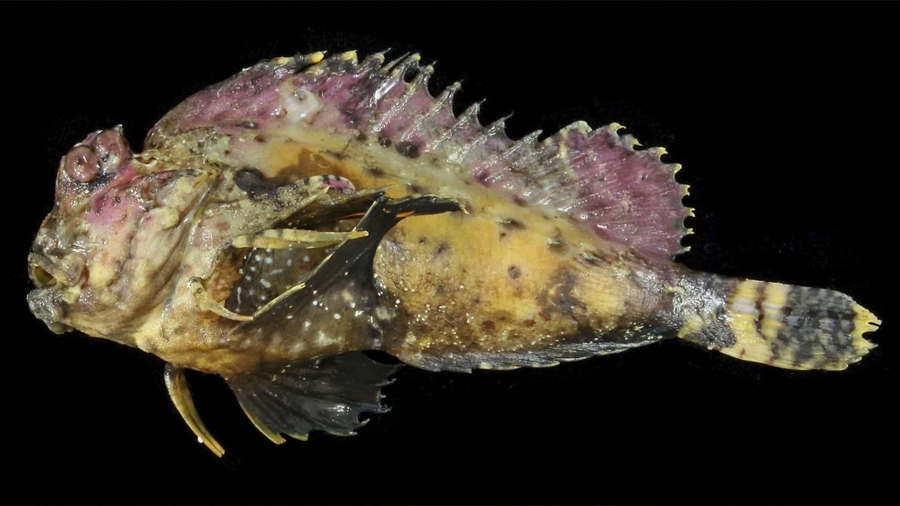 Investigadores descubren que un pez de pesadilla tiene una navaja en la cara