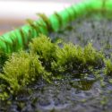 Descubren musgo capaz de retirar arsénico del agua para hacerla potable