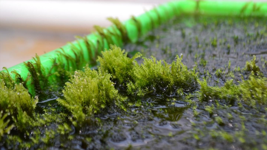 Descubren musgo capaz de retirar arsénico del agua para hacerla potable