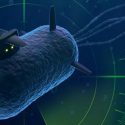Software de aprendizaje automático predice la acción de una bacteria
