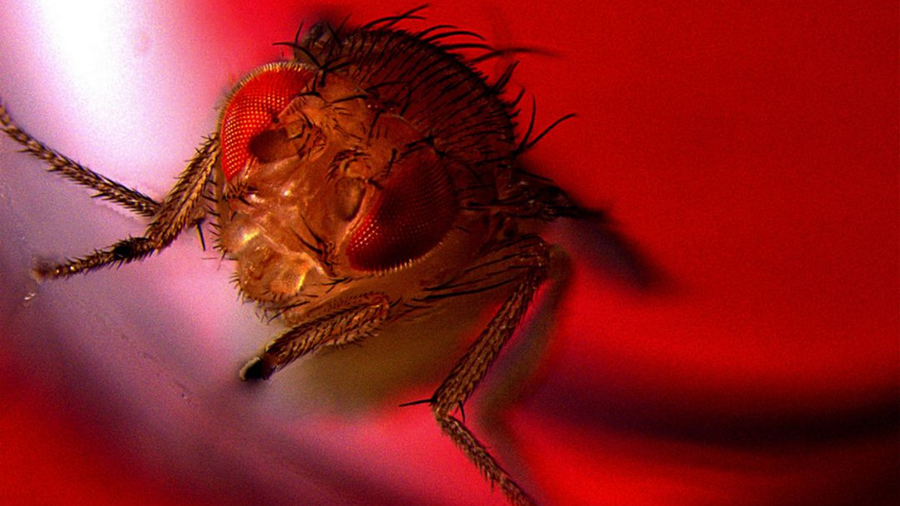 Las moscas macho encuentran la eyaculación placentera