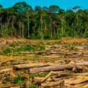 Las actividades humanas han dañado el 75% de la superficie terrestre