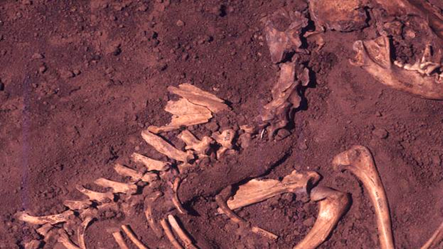 Hallan restos de perros que vivieron con humanos hace 10.000 años