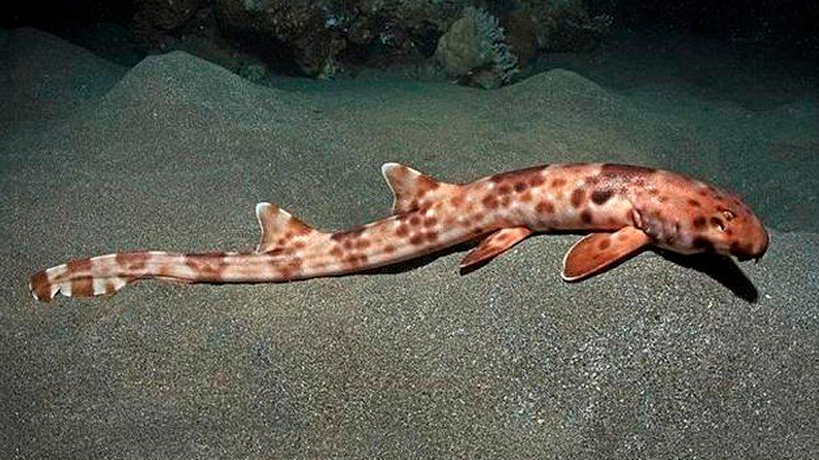 ¿Y cómo es el tiburón que camina hallado por los científicos?