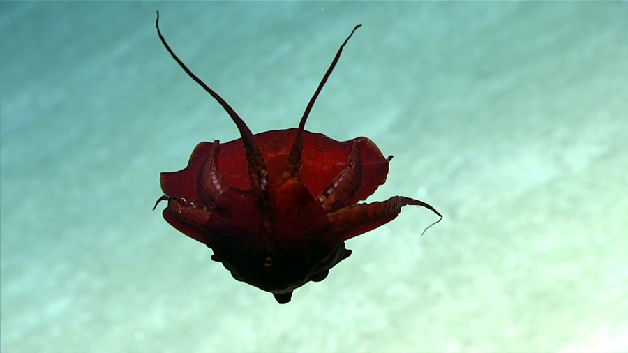 Científicos descubren una "extraña" criatura en el golfo de México