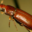 Descubren punto clave para resolver el enigma de las alas de los insectos