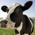 La vaca será el mamífero más grande sobre la Tierra en un par de cientos de años, según un estudio
