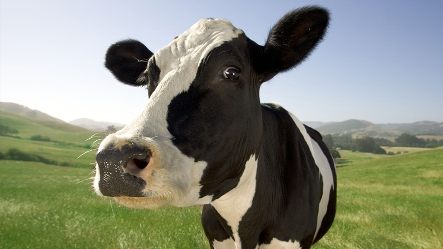 La vaca será el mamífero más grande sobre la Tierra en un par de cientos de años, según un estudio