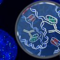 Descubren una nueva forma de ADN en células humanas