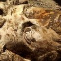 Hallan busto de Emperador romano Marco Aurelio en Egipto
