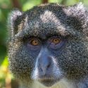 Obtienen primera evidencia de dos especies de primates diferentes apareándose