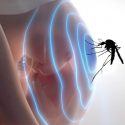 Científicos de EU descubren cómo evitar contagio de Zika en madres, pero no en fetos
