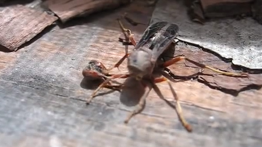 Increible video: Avispa decapitada recoge su cabeza y vuela de regreso