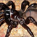 Muere con 43 años la araña más vieja del mundo
