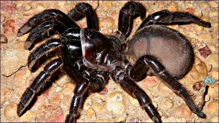 Muere con 43 años la araña más vieja del mundo
