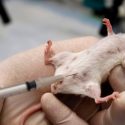 Un prototipo de vacuna protege en un 80% contra el ébola en ratones