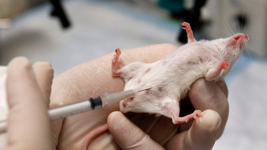 Un prototipo de vacuna protege en un 80% contra el ébola en ratones